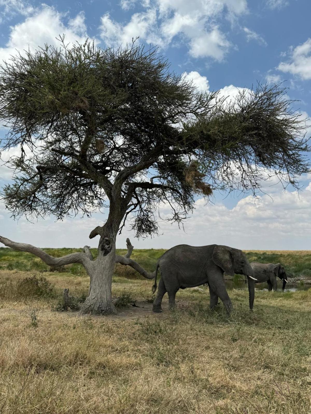 Maasai Eco Boma & Lodge - Experience Maasai Culture Makuyuni Esterno foto